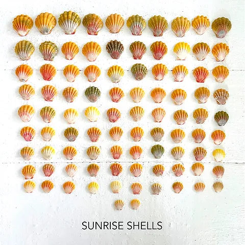 Large Sunrise Shell Necklace